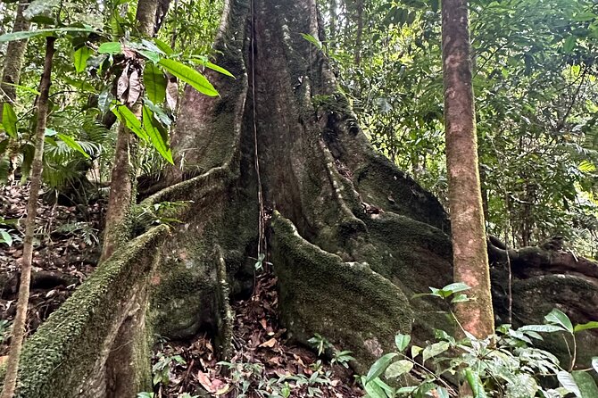 Mossman Gorge Daintree Experience Small Groups - Mossman Gorge and the Kuku Yalanji connection