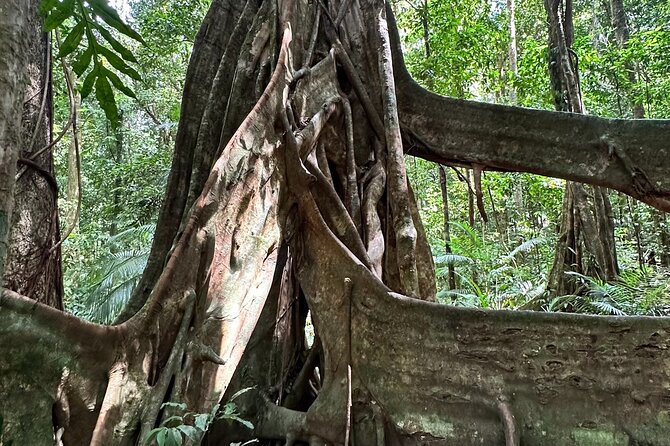 Mossman Gorge Daintree Experience Small Groups - Rex Lookout closes the day with a coastal view