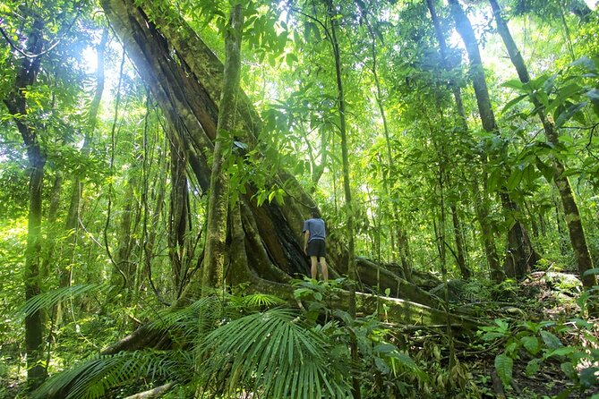 Mossman Gorge Daintree Experience Small Groups - The coastal road from Port Douglas