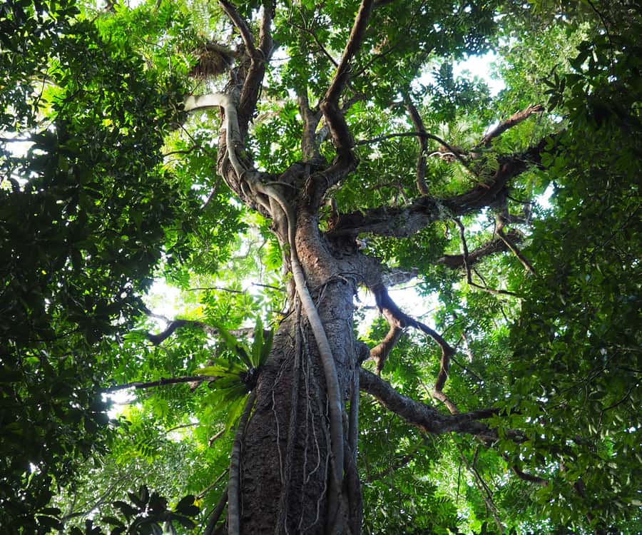Mossman Gorge: Day Tour with River Drift Experience - Lunch in Mossman breaks up the day