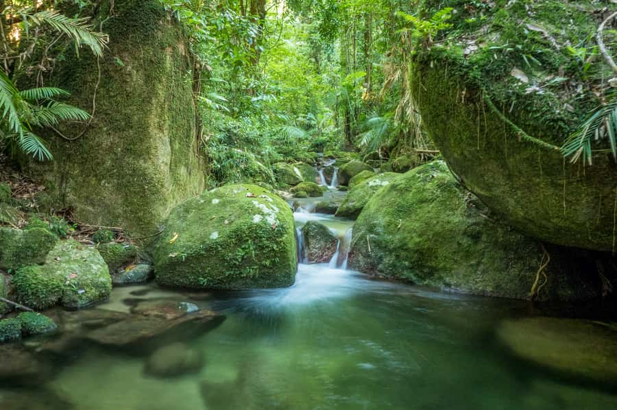 Mossman Gorge: Day Tour with River Drift Experience - The 1.5-hour Mossman Gorge interpretive walk