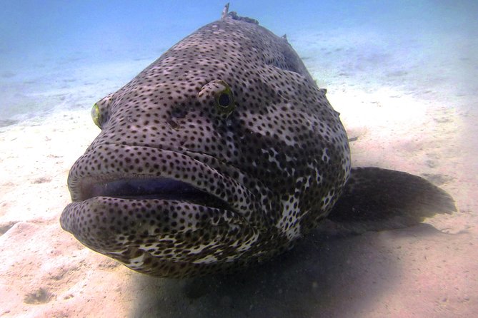 Muiron Island Diving Tour - Leaving Exmouth at 7:30 am