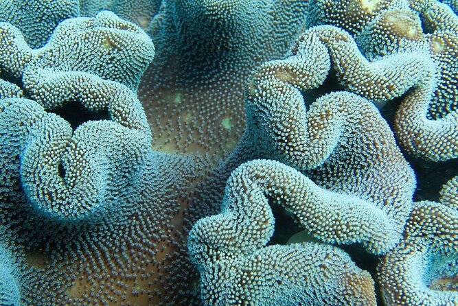 Muiron Island Diving Tour - Snorkeling for a second way to see Ningaloo