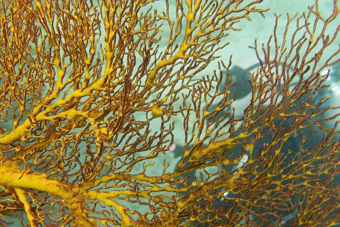 Muiron Island Diving Tour - Cancellation and planning details