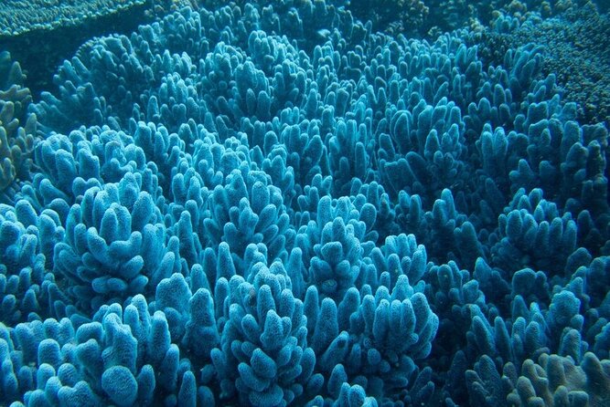 Muiron Island Diving Tour - Beginner and certified scuba options