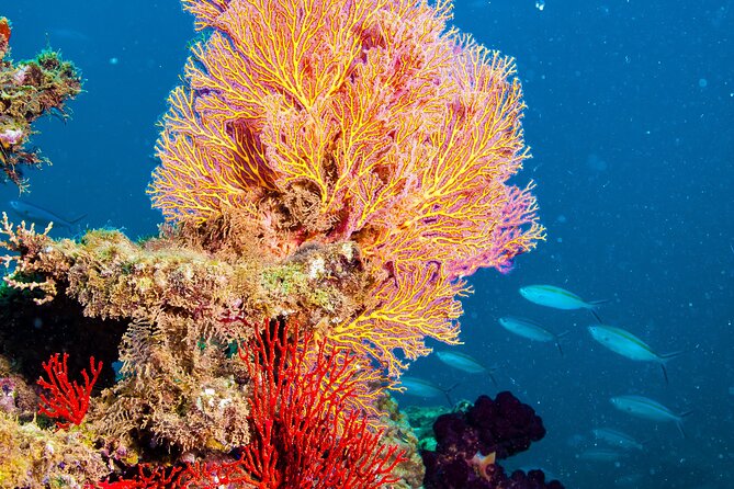 Muiron Islands Snorkeling in Exmouth - Why Muiron Islands makes a full day worthwhile
