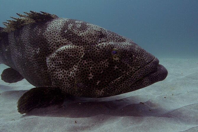 Muiron Islands Snorkeling in Exmouth - Who will get the most from this outing