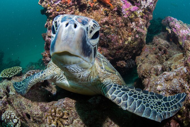Muiron Islands Snorkeling in Exmouth - A second or third site, with changing conditions