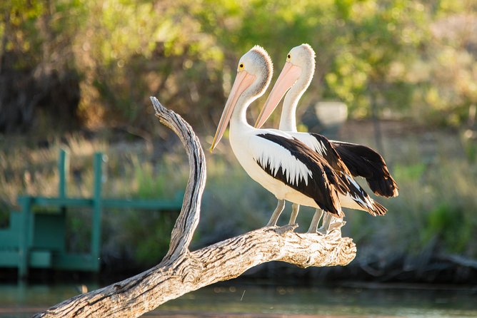 Murray River Day Trip from Adelaide Including Lunch Cruise aboard the Proud Mary - What lunch adds to the cruise