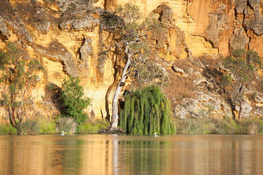 Murray River Highlights and Luncheon Cruise - Key points to know before you book