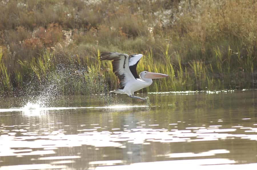 Murray River Highlights and Luncheon Cruise - Boarding the Proud Mary for two hours on the river