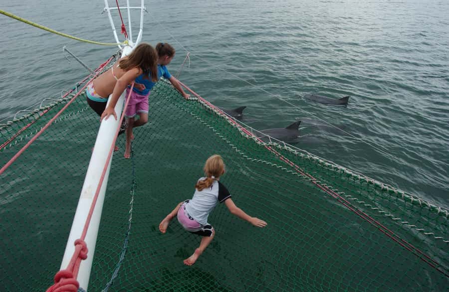 Nelson Bay: Dolphin Watch Cruise and Sail - A catamaran cruise with dolphins at deck level