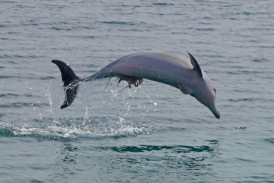 Nelson Bay: Dolphin Watch Cruise and Sail - What happens when the dolphins appear