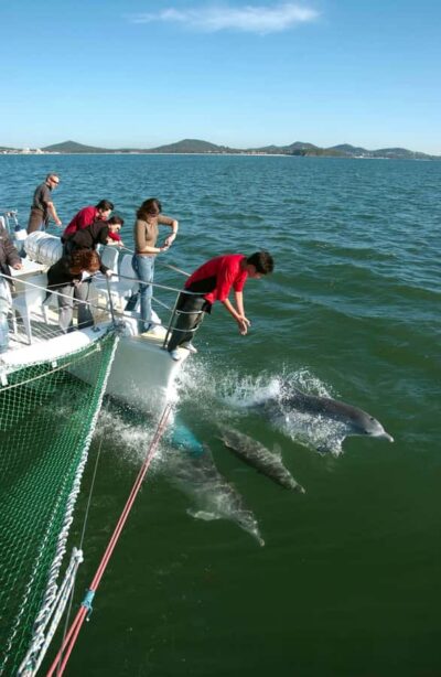 Nelson Bay: Dolphin Watch Cruise and Sail
