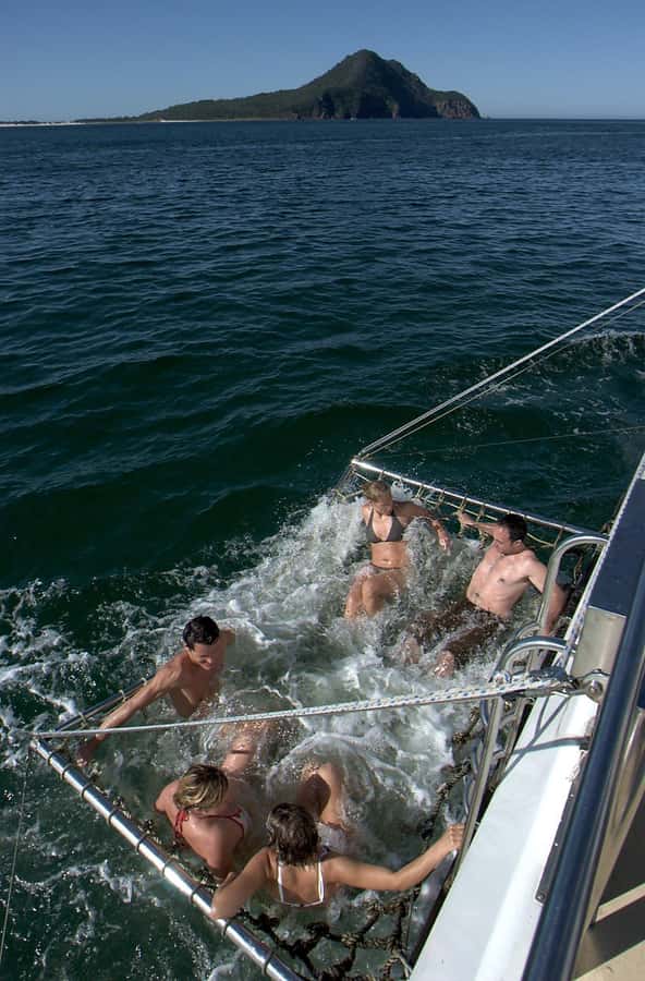 Nelson Bay: Dolphin Watch Cruise and Sail - Bow-net or boom-net: choose your level of excitement