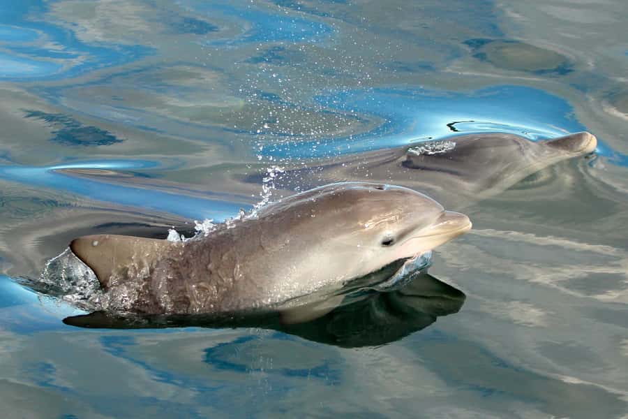 Nelson Bay: Dolphin Watch Cruise and Sail - Is $35 good value for Nelson Bay?