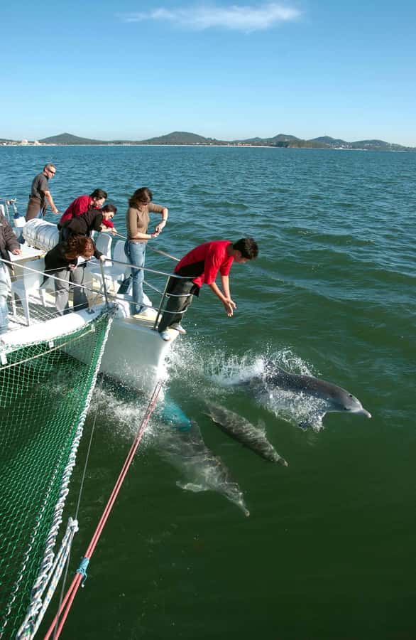 Nelson Bay: Dolphin Watch Cruise and Sail - The first 90 minutes: searching Nelson Bay