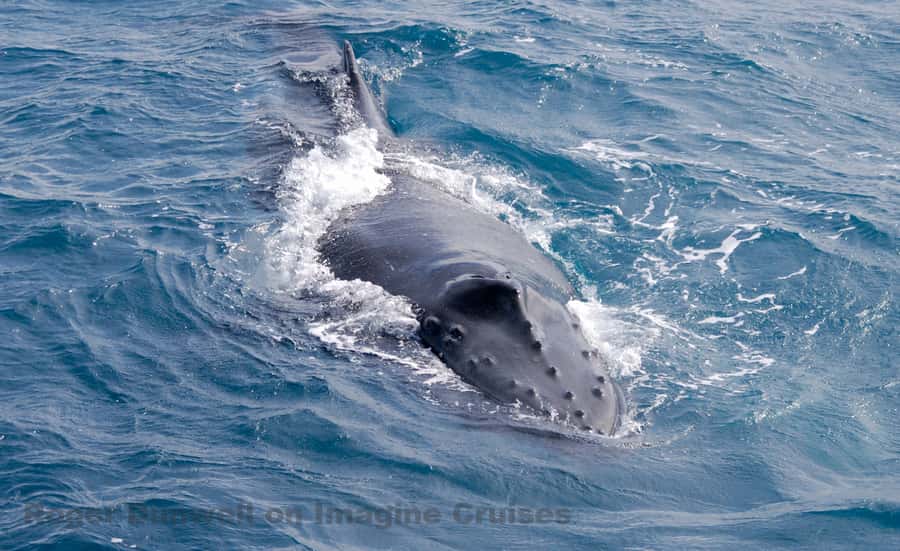 Nelson Bay: Whale and Dolphin Watching Catamaran Cruise - Key points to know before you book