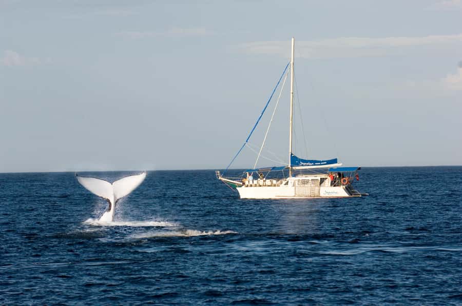 Nelson Bay: Whale and Dolphin Watching Catamaran Cruise - Leaving d’Albora Nelson Bay on Imagine