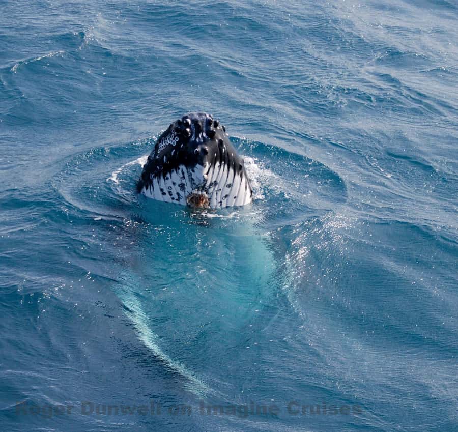 Nelson Bay: Whale and Dolphin Watching Catamaran Cruise - Why the catamaran makes a difference