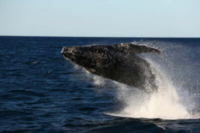 Nelson Bay: Whale and Dolphin Watching Catamaran Cruise