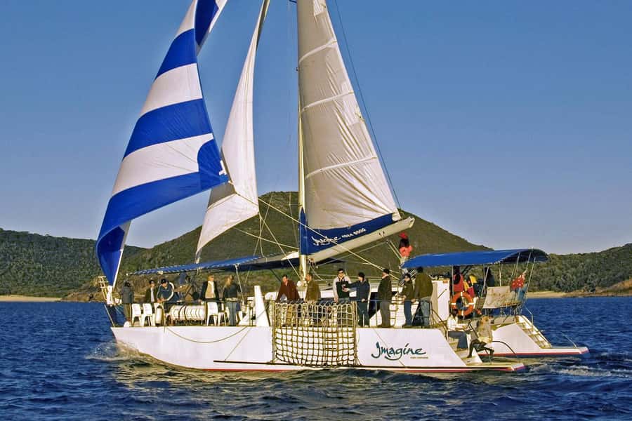 Nelson Bay: Whale and Dolphin Watching Catamaran Cruise - Commentary that adds more than species names