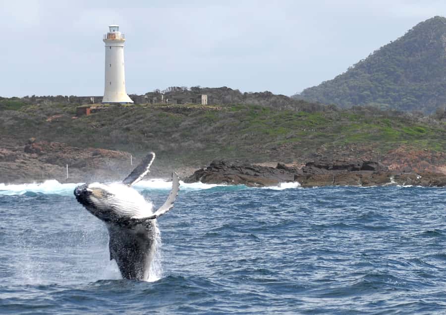 Nelson Bay: Whale and Dolphin Watching Catamaran Cruise - Who will enjoy this cruise most
