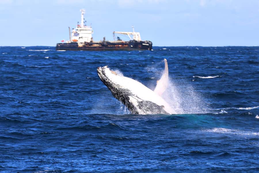 Newcastle: Humpback Whale Watching Cruise and Harbor Tour - Newcastle’s harbor is the warm-up act
