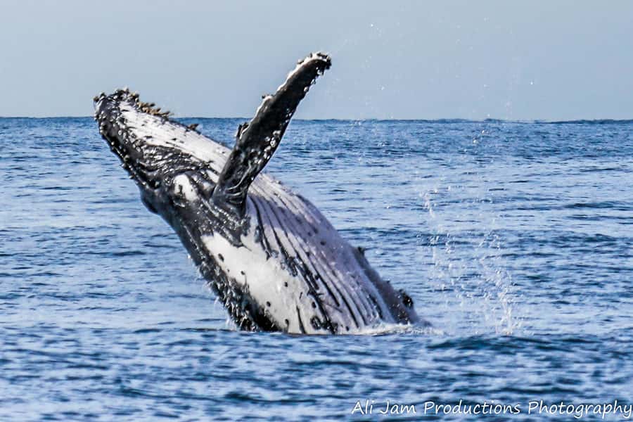 Newcastle: Humpback Whale Watching Cruise and Harbor Tour - Watching the humpback migration from the catamaran