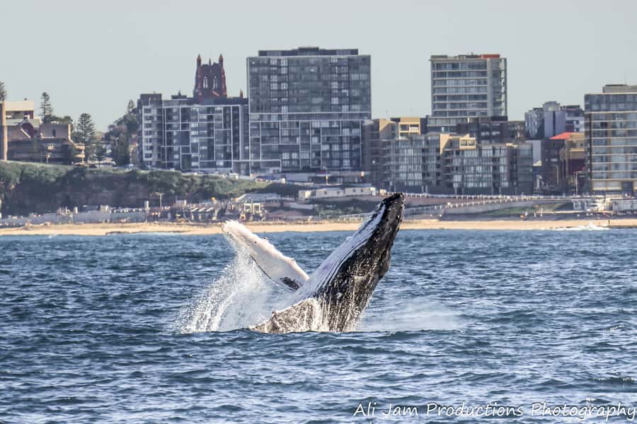 Newcastle: Humpback Whale Watching Cruise and Harbor Tour - What the guide commentary adds