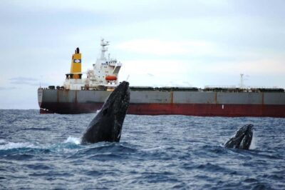 Humpback Whale Watching Cruise and Harbor Tour