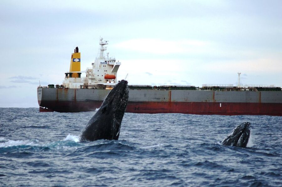 Newcastle: Humpback Whale Watching Cruise and Harbor Tour - What the 3.8 rating tells you