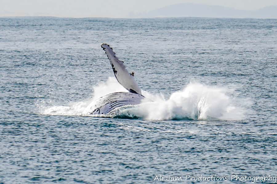 Newcastle: Humpback Whale Watching Cruise and Harbor Tour - FAQ