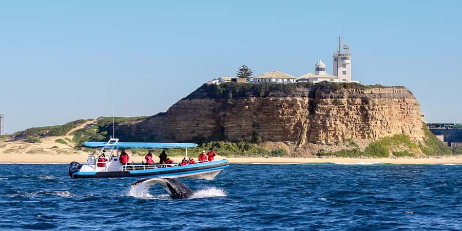 Newcastle: Small Group Humpback Whale Encounter Tour - Leaving Honeysuckle Foreshore for open water