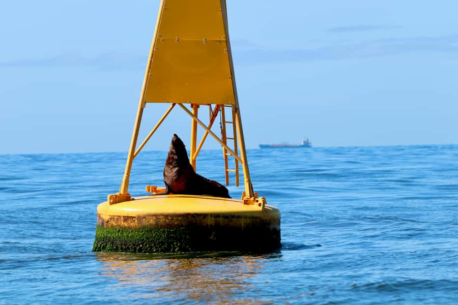 Newcastle: Small Group Humpback Whale Encounter Tour - Why the small boat changes the experience