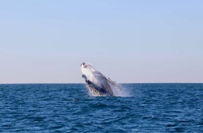 Small Group Humpback Whale Encounter Tour