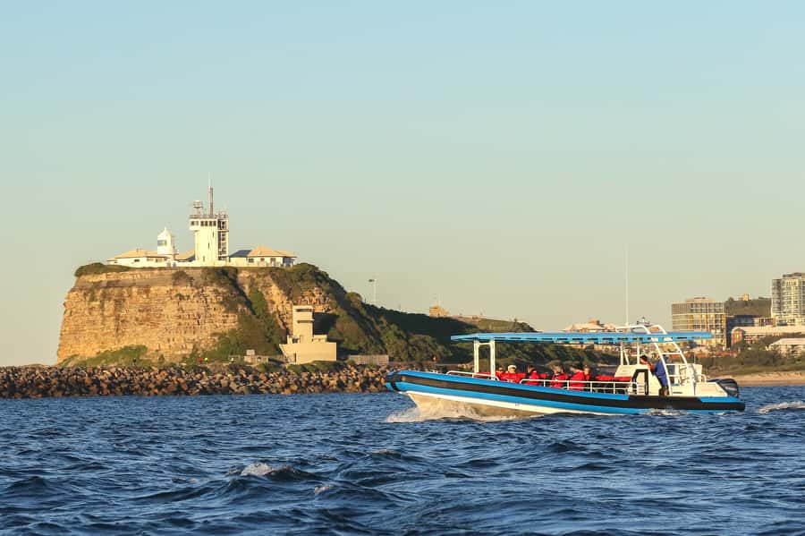 Newcastle: Small Group Humpback Whale Encounter Tour - Dolphins, seals, and the wildlife bonus