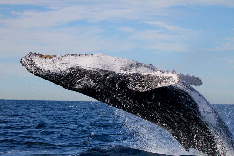 Newcastle: Small Group Humpback Whale Encounter Tour - Coastline stories between wildlife sightings
