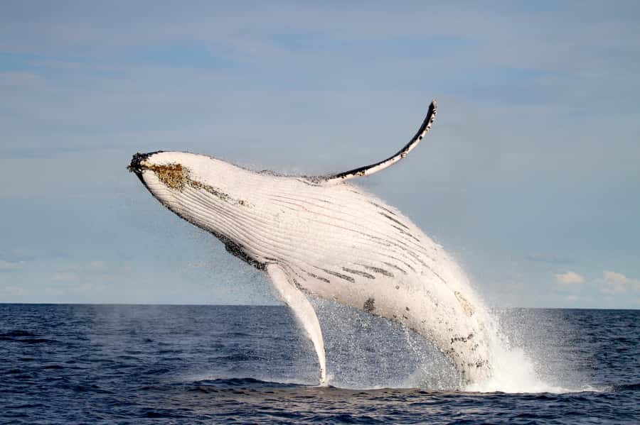 Newcastle: Small Group Humpback Whale Encounter Tour - What the $88 price really covers