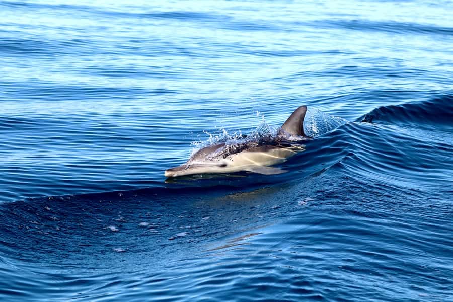 Newcastle: Small Group Humpback Whale Encounter Tour - Who will enjoy this Newcastle whale cruise