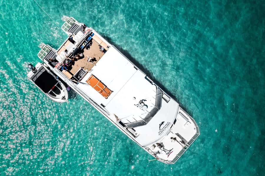 Newport: Moreton Island Snorkeling Tour with Lunch - The marine safari looks for dolphins and turtles