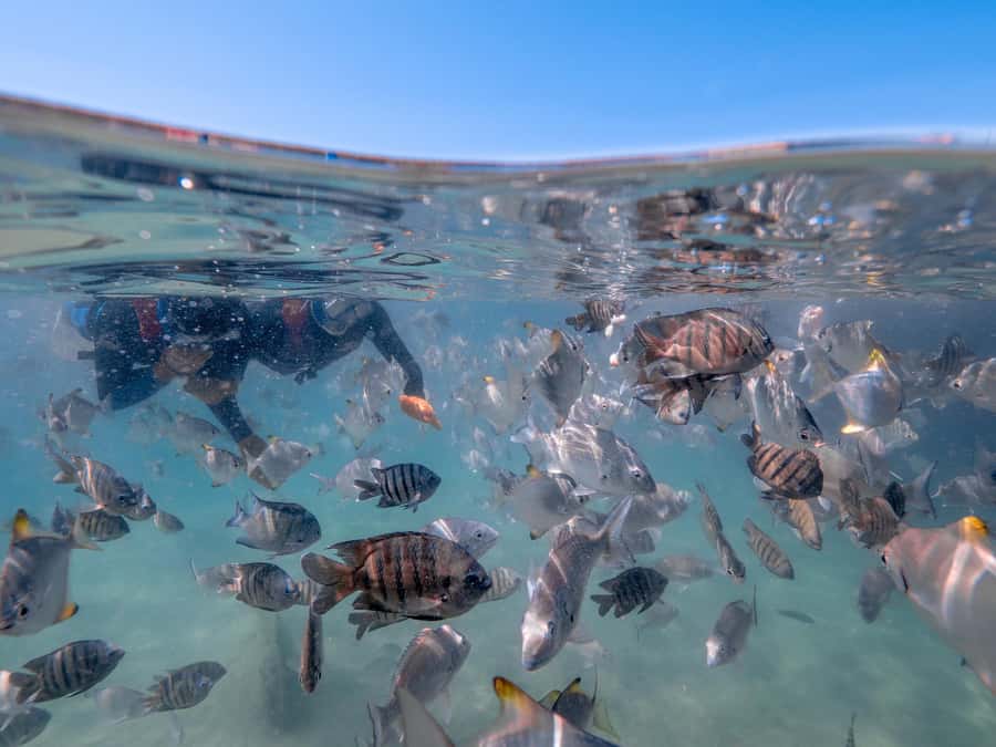 Newport: Moreton Island Snorkeling Tour with Lunch - Morning tea gives you a useful start