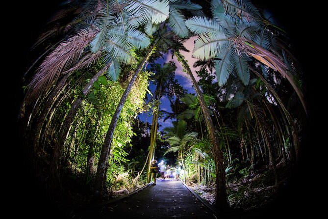 Night Walk in Cairns Botanic Gardens - Let's Go Buggin - Meeting Bridgette at 7pm