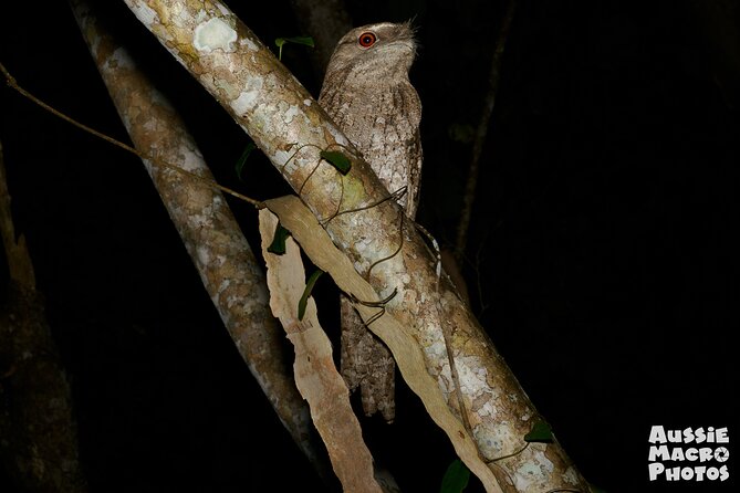 Night Walk in Cairns Botanic Gardens - Let's Go Buggin - Price and What You Receive for $57.38