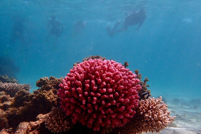 Ningaloo Reef Snorkel Adventure - Ningaloo Reef Snorkel Adventure at a glance