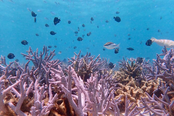 Ningaloo Reef Snorkel Adventure - Turquoise Bay, the day’s main water stop