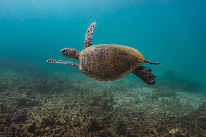 Ningaloo Reef Snorkel and Wildlife Adventure - Coral Gardens, Sharks, Rays, and Small Reef Life