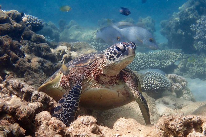 Ningaloo Reef Snorkel and Wildlife Adventure - What Is Included, and the Wetsuit Detail That Matters