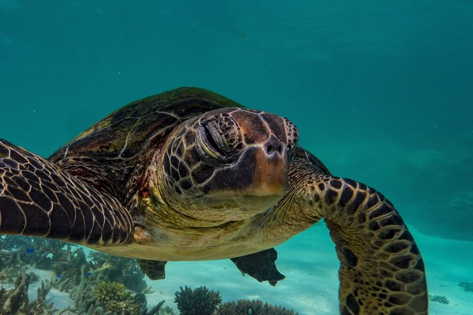 Ningaloo Reef Snorkel and Wildlife Adventure - Who Will Enjoy This Tour Most?