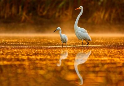Afternoon Cruise through the Noosa Everglades